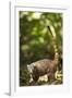 Coati, Costa Rica-null-Framed Photographic Print