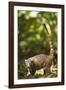 Coati, Costa Rica-null-Framed Photographic Print