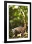 Coati, Costa Rica-null-Framed Photographic Print