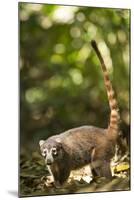 Coati, Costa Rica-null-Mounted Photographic Print