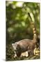 Coati, Costa Rica-null-Mounted Photographic Print