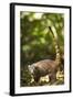 Coati, Costa Rica-null-Framed Photographic Print