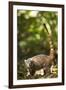 Coati, Costa Rica-null-Framed Photographic Print