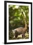 Coati, Costa Rica-null-Framed Photographic Print