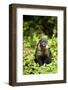 Coati, Costa Rica-null-Framed Photographic Print