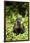 Coati, Costa Rica-null-Framed Photographic Print