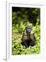 Coati, Costa Rica-null-Framed Photographic Print