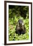 Coati, Costa Rica-null-Framed Photographic Print