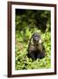 Coati, Costa Rica-null-Framed Photographic Print