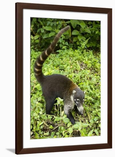 Coati, Costa Rica-null-Framed Photographic Print