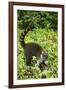 Coati, Costa Rica-null-Framed Photographic Print