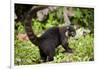 Coati, Costa Rica-null-Framed Photographic Print