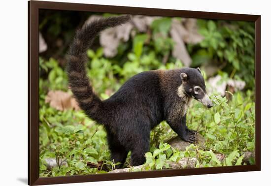 Coati, Costa Rica-null-Framed Photographic Print