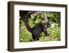 Coati, Costa Rica-null-Framed Photographic Print