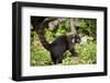 Coati, Costa Rica-null-Framed Photographic Print