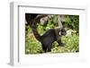 Coati, Costa Rica-null-Framed Photographic Print