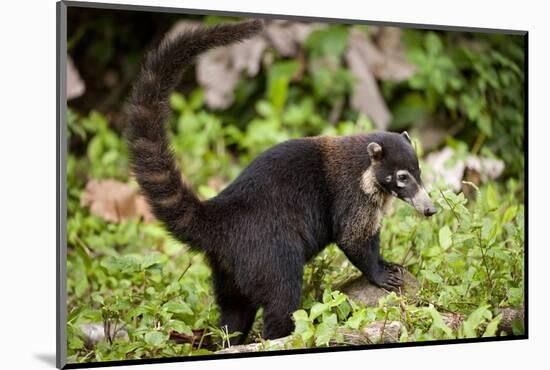 Coati, Costa Rica-null-Mounted Photographic Print