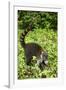 Coati, Costa Rica-null-Framed Photographic Print