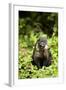 Coati, Costa Rica-null-Framed Photographic Print