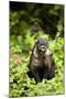 Coati, Costa Rica-null-Mounted Photographic Print