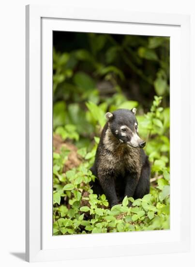 Coati, Costa Rica-null-Framed Photographic Print