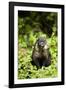 Coati, Costa Rica-null-Framed Photographic Print