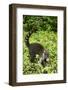 Coati, Costa Rica-null-Framed Photographic Print