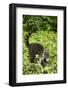 Coati, Costa Rica-null-Framed Photographic Print