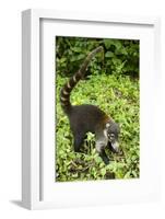 Coati, Costa Rica-null-Framed Photographic Print