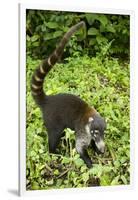 Coati, Costa Rica-null-Framed Photographic Print