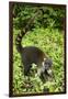 Coati, Costa Rica-null-Framed Photographic Print