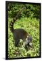 Coati, Costa Rica-null-Framed Photographic Print