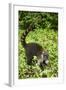 Coati, Costa Rica-null-Framed Photographic Print