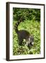 Coati, Costa Rica-null-Framed Photographic Print