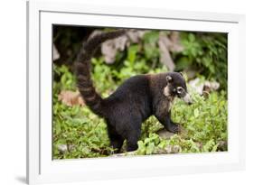 Coati, Costa Rica-null-Framed Photographic Print