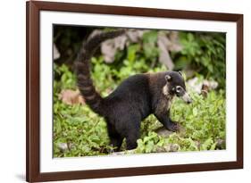 Coati, Costa Rica-null-Framed Photographic Print