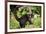 Coati, Costa Rica-null-Framed Photographic Print