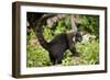 Coati, Costa Rica-null-Framed Photographic Print