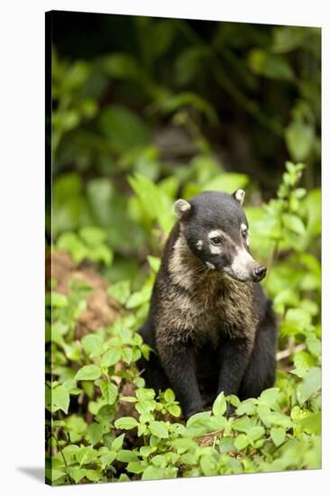 Coati, Costa Rica-null-Stretched Canvas