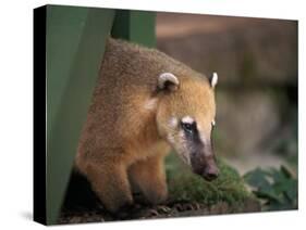 Coati Mundi, Argentina-Walter Bibikow-Stretched Canvas