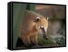 Coati Mundi, Argentina-Walter Bibikow-Framed Stretched Canvas