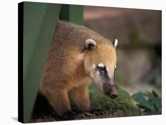 Coati Mundi, Argentina-Walter Bibikow-Stretched Canvas