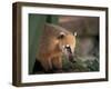 Coati Mundi, Argentina-Walter Bibikow-Framed Photographic Print