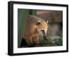 Coati Mundi, Argentina-Walter Bibikow-Framed Photographic Print