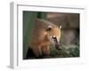 Coati Mundi, Argentina-Walter Bibikow-Framed Photographic Print