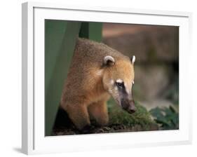 Coati Mundi, Argentina-Walter Bibikow-Framed Photographic Print