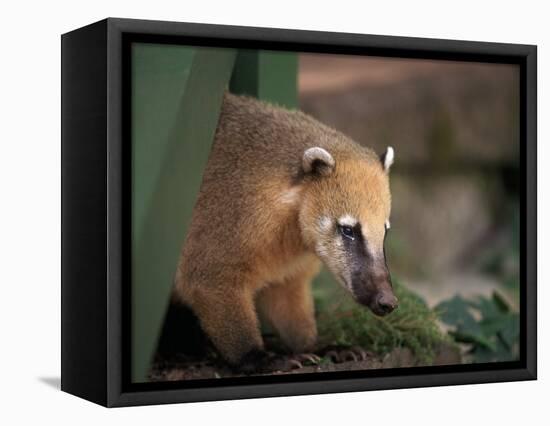 Coati Mundi, Argentina-Walter Bibikow-Framed Stretched Canvas