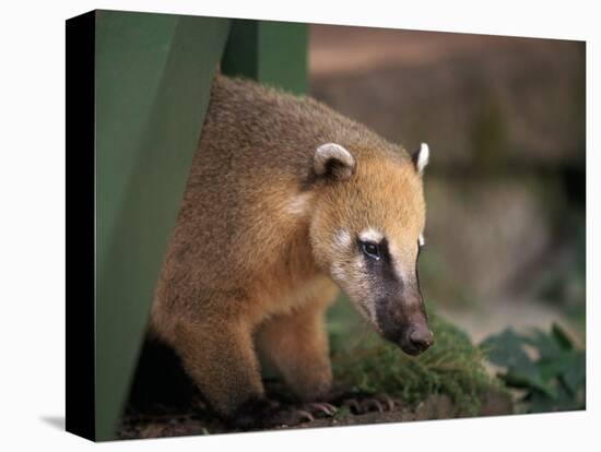 Coati Mundi, Argentina-Walter Bibikow-Stretched Canvas