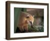 Coati Mundi, Argentina-Walter Bibikow-Framed Photographic Print