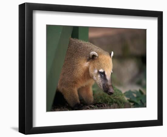 Coati Mundi, Argentina-Walter Bibikow-Framed Photographic Print